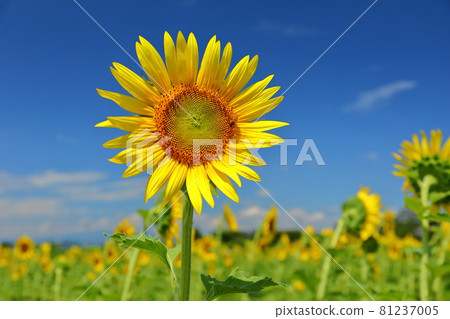 Menumakojima, Kumagaya City, Saitama Prefecture Endo Farm Sunflower Field Blue Sky Sunflower Menumakojima, Kumagaya City, Saitama Prefecture Endo Farm Sunflower Field Blue Sky Sunflower 81237005
