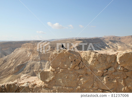 Bird in the Masada fortress in Israel Bird in the Masada fortress in Israel 81237006
