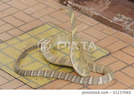 King Cobra is the largest venomous snake in the world. When shocked, it raises its neck. King Cobra is the largest venomous snake in the world. When shocked, it raises its neck. 81237068