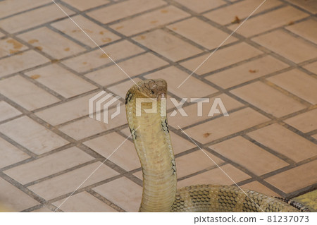 King Cobra is the largest venomous snake in the world. When shocked, it raises its neck. King Cobra is the largest venomous snake in the world. When shocked, it raises its neck. 81237073
