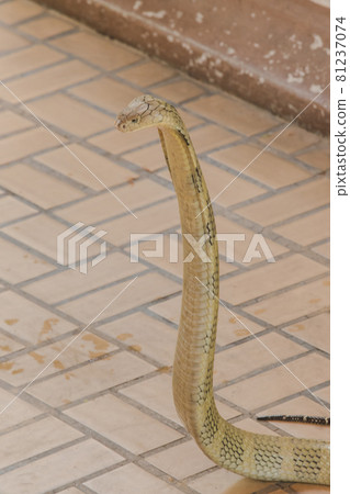 King Cobra is the largest venomous snake in the world. When shocked, it raises its neck. King Cobra is the largest venomous snake in the world. When shocked, it raises its neck. 81237074