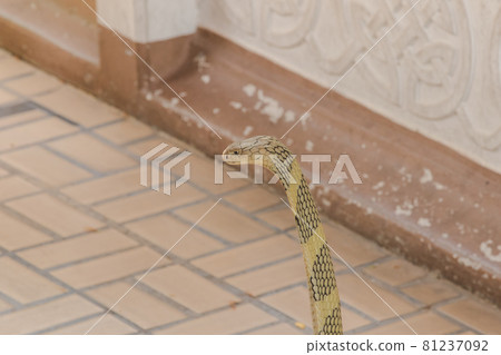 King Cobra is the largest venomous snake in the world. When shocked, it raises its neck. King Cobra is the largest venomous snake in the world. When shocked, it raises its neck. 81237092