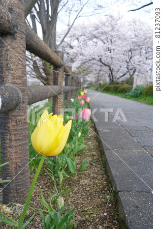 Cherry blossom trees and tulips Cherry blossom trees and tulips 81237093
