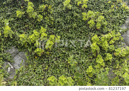 Discovery of a walking path: Thick leaves Discovery of a walking path: Thick leaves 81237197