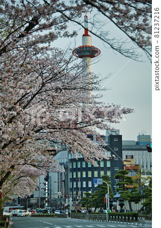 Sakura, Kyoto Tower and Higashi Honganji 2021 81237216