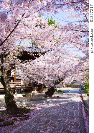 2021年春季京都龍本寺櫻花 2021年春季京都龍本寺櫻花 81237217