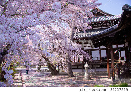 2021年春季京都龍本寺櫻花 2021年春季京都龍本寺櫻花 81237219
