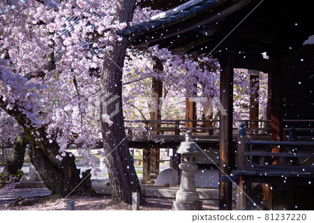 2021年春季京都龍本寺櫻花 2021年春季京都龍本寺櫻花 81237220