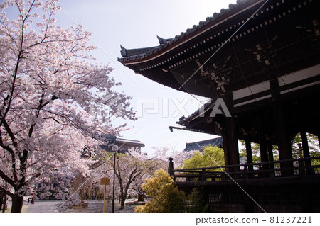 2021年春季京都龍本寺櫻花 2021年春季京都龍本寺櫻花 81237221