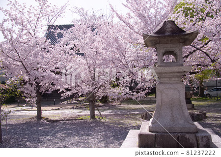 2021年春季京都龍本寺櫻花 2021年春季京都龍本寺櫻花 81237222