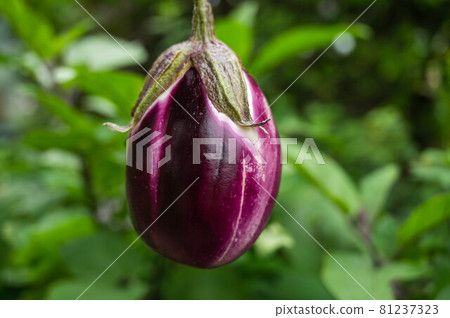 Home garden Harvested Rossa Bianco Home garden Harvested Rossa Bianco 81237323