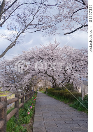 Cherry blossom trees and tulips Cherry blossom trees and tulips 81237333