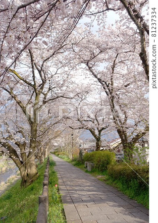 A row of cherry blossom trees and a promenade A row of cherry blossom trees and a promenade 81237334