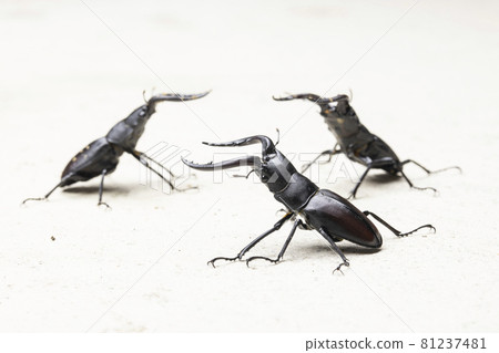 Three male sawtooth squirrels 81237481