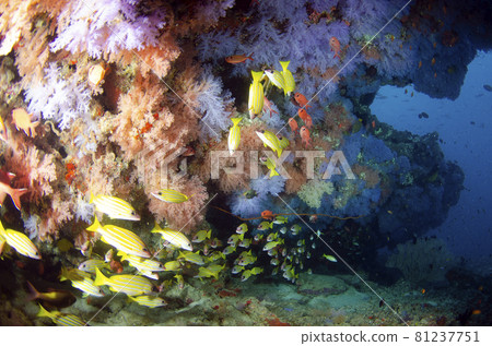 Maldives Soft Coral and Bluestripe Snapper .4 Maldives Soft Coral and Bluestripe Snapper .4 81237751