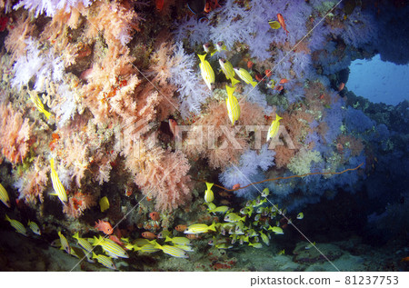 Maldives Soft Coral and Bluestripe Snapper .5 Maldives Soft Coral and Bluestripe Snapper .5 81237753