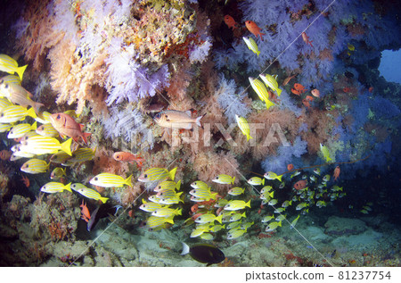 Maldives Soft Coral and Bluestripe Snapper .6 Maldives Soft Coral and Bluestripe Snapper .6 81237754
