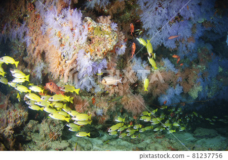 Maldives Soft Coral and Bluestripe Snapper .7 Maldives Soft Coral and Bluestripe Snapper .7 81237756