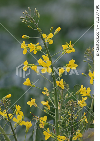 Kabetsuno flower Kabetsuno flower 81237790