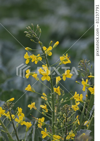 Kabetsuno flower 81237791