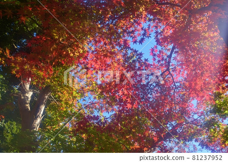 長谷山本堂寺秋葉 81237952