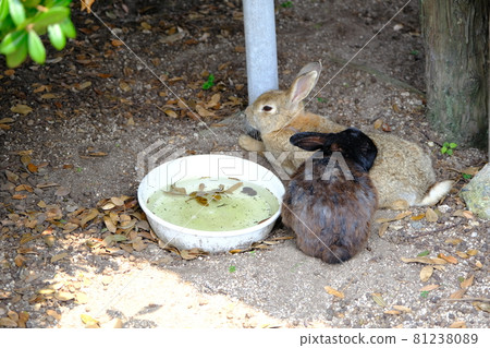 Rabbit Island（奧之島）上的Rabbit 42 81238089