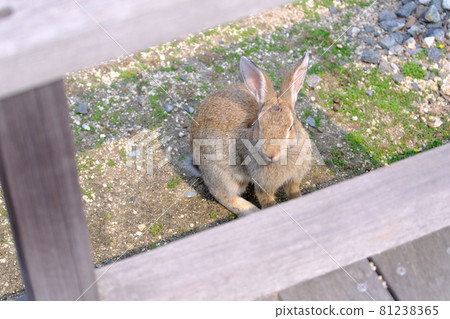 Rabbit Island(奧之島)上的Rabbit 84 Rabbit Island(奧之島)上的Rabbit 84 81238365
