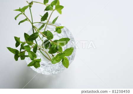 令人耳目一新的香草薄荷家庭花園 81238450