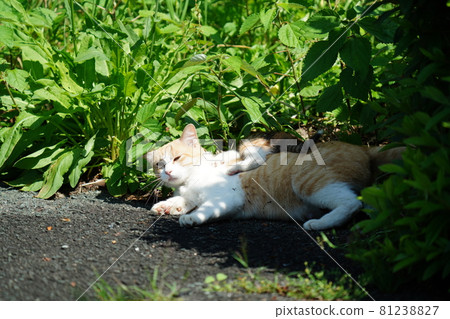 A cute stray calico kitten chills out with her mom A cute stray calico kitten chills out with her mom 81238827