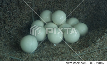 Sea turtle eggs on display Sea turtle eggs on display 81239087