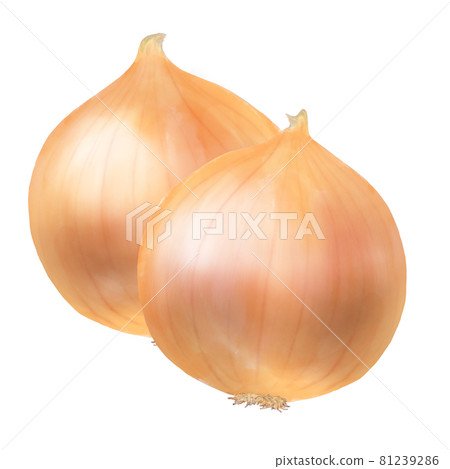 Color illustration of onions 2 pieces Color illustration of onions 2 pieces 81239286
