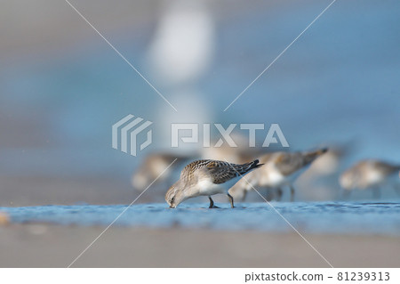 Tounen Tounen 81239313