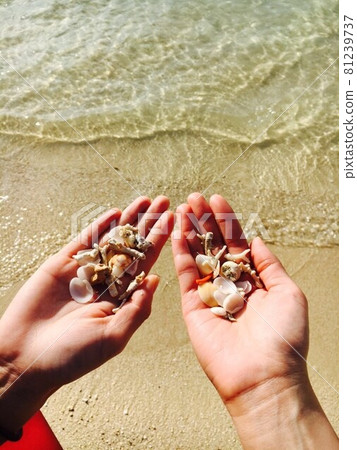 Seashells picked up in the sea 81239737