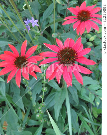Flowers blooming in the flowerbed (Echinacea) Flowers blooming in the flowerbed (Echinacea) 81239898
