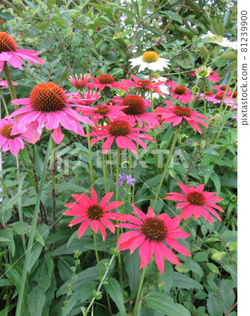 Pink flowers blooming in the flowerbed (Echinacea) Pink flowers blooming in the flowerbed (Echinacea) 81239900