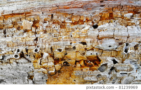 Texture of decaying wood trunk eaten by pests Texture of decaying wood trunk eaten by pests 81239969