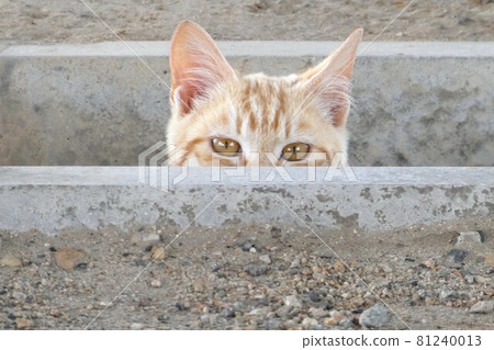 hide-and-seek hide-and-seek 81240013