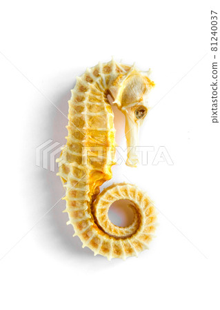 Dried seahorse skeleton on a white background Dried seahorse skeleton on a white background 81240037