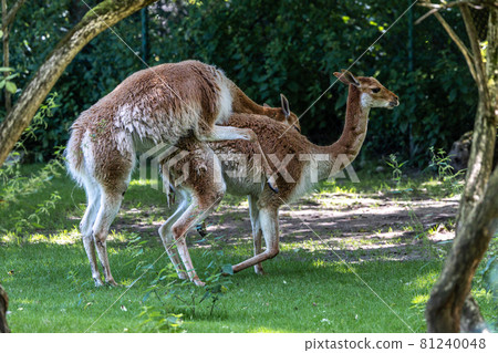Mating Vicunas, Vicugna Vicugna, relatives of the llama in a German park 81240048
