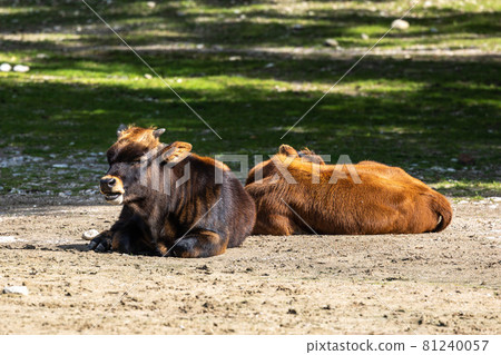 Young baby Heck cattle, Bos primigenius taurus or aurochs in a German park 81240057