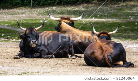 Heck cattle, Bos primigenius taurus or aurochs in a German park 81240064