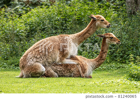 Vicunas, Vicugna Vicugna, relatives of the llama in a German park Vicunas, Vicugna Vicugna, relatives of the llama in a German park 81240065