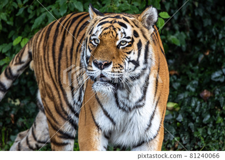 The Siberian tiger,Panthera tigris altaica in a park The Siberian tiger,Panthera tigris altaica in a park 81240066