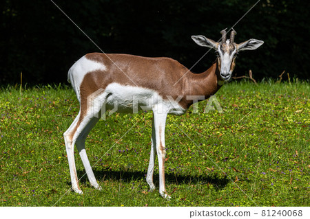 Dama gazelle, Gazella dama mhorr or mhorr gazelle is a species of gazelle Dama gazelle, Gazella dama mhorr or mhorr gazelle is a species of gazelle 81240068