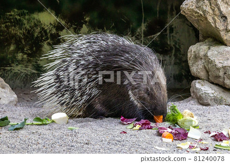Indian crested Porcupine, Hystrix indica in a german nature park 81240078