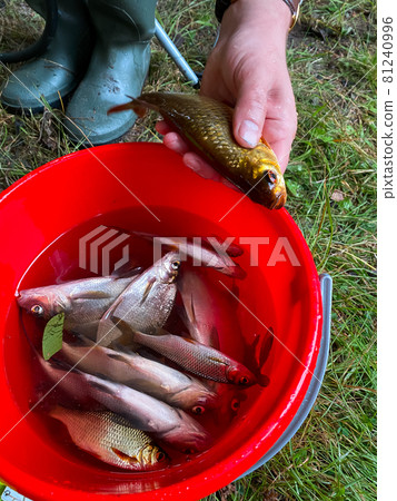 Fish in a bucket and hand. bream and redfish 81240996