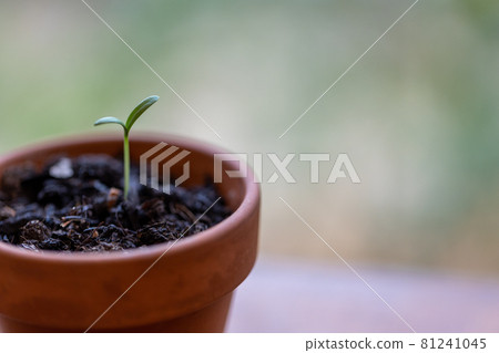 花盆和發芽的波斯菊 花盆和發芽的波斯菊 81241045