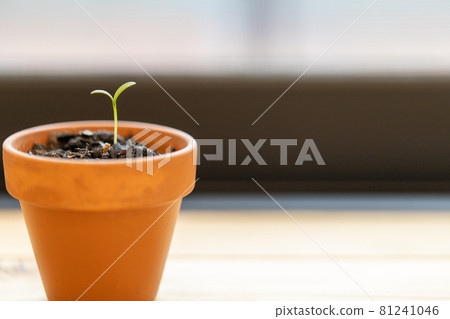 花盆和發芽的波斯菊 花盆和發芽的波斯菊 81241046