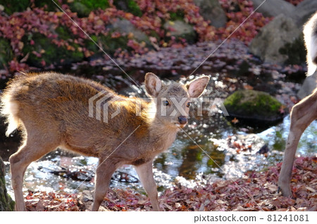 Autumn leaves of Nara Park 81241081