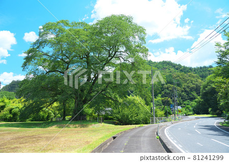 A thousand-year-old old tree, Yokogawa Mukunoki and Okayama Prefectural Road 90, Mimasaka City, Okayama Prefecture A thousand-year-old old tree, Yokogawa Mukunoki and Okayama Prefectural Road 90, Mimasaka City, Okayama Prefecture 81241299